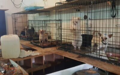 Une usine à chiots dans la ville de Haïfa, dirigée par un habitant du village druze d'Usafiya. (Ministère de l'Agriculture, tel que présenté à la commission des affaires intérieures et de l'environnement de la Knesset, le 3 août 2020)