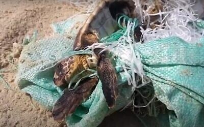 Une jeune tortue prisonnière d'un sac de jute en plastique vert, photographiée au Centre israélien de sauvetage et de réhabilitation des tortues marines. (Crédit : YouTube/Capture d'écran de l'Autorité israélienne de la nature et des parcs)