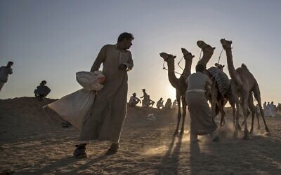 Les Bédouins préparent leurs chameaux avant une course dans le sud du désert du Sinaï après une interruption de plus de six mois pour cause de coronavirus de ce sport traditionnel dans de nombreux pays arabes, en particulier dans le Golfe et chez les Bédouins d'Egypte, le 12 septembre 2020 (Crédit : Khaled DESOUKI / AFP)