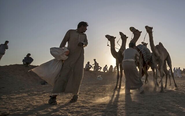 Les Bédouins préparent leurs chameaux avant une course dans le sud du désert du Sinaï après une interruption de plus de six mois pour cause de coronavirus de ce sport traditionnel dans de nombreux pays arabes, en particulier dans le Golfe et chez les Bédouins d'Egypte, le 12 septembre 2020 (Crédit : Khaled DESOUKI / AFP) Les Bédouins préparent leurs chameaux avant une course dans le sud du désert du Sinaï après une interruption de plus de six mois pour cause de coronavirus de ce sport traditionnel dans de nombreux pays arabes, en particulier dans le Golfe et chez les Bédouins d'Egypte, le 12 septembre 2020 (Crédit : Khaled DESOUKI / AFP)