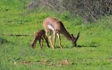 Photo d'illustration : Des gazelles broutent dans la vallée de Jérusalem, en 2015 (Crédit : Amir Balaban)