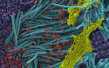 Une image obtenue par des chercheurs américains montre des particules du virus SRAS-CoV-2 (en rouge), recouvrant les cils bronchiques humains (en bleu) et le mucus (en jaune). (Ehre Lab, Facutlé de médecine, UNC)