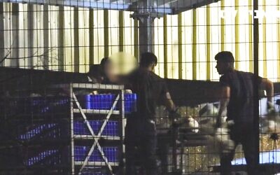 Les travailleurs d'un élevage industriel de poulets ont secrètement été filmés en train de manipuler violemment des oiseaux qui ont été mis en cage dans le cadre d'un projet pilote approuvé par le ministère de l'Agriculture. (Avec l'aimable autorisation de Animals Now)