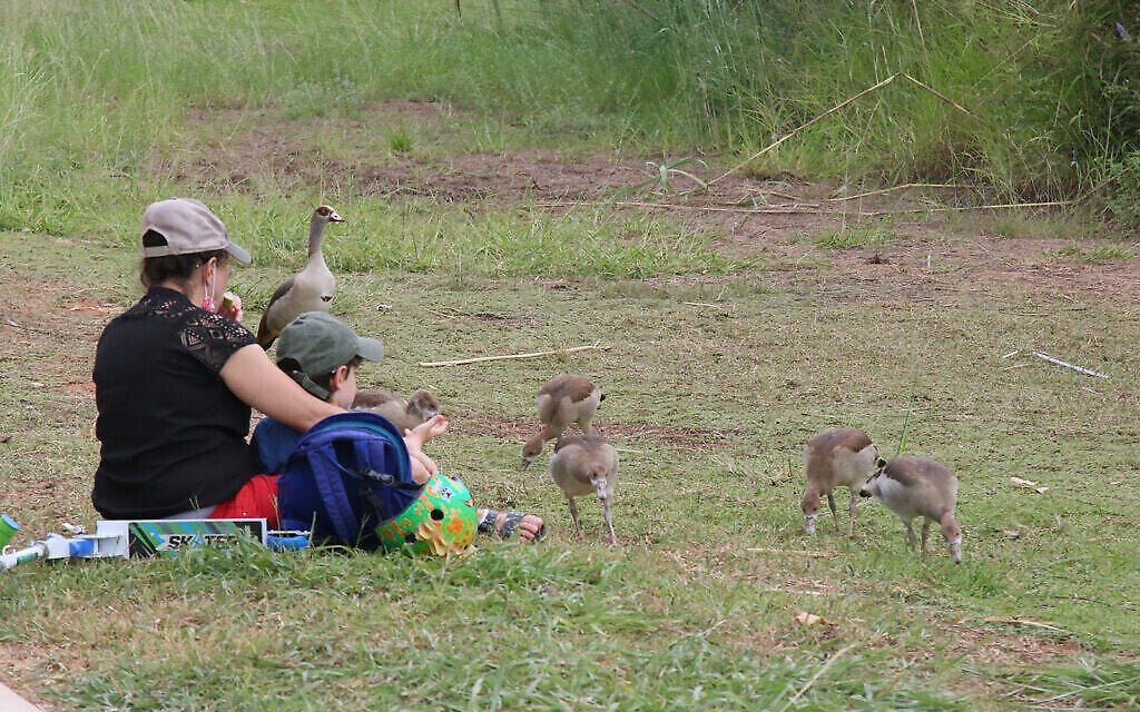 Du gibier d'eau dans le parc écologique de Hod Hasharon, qui abrite des sentiers, une rivière remplie de poissons-chats, un lac, un pont, des appareils de musculation, et propose des vues pittoresques. (Shmuel Bar-Am)