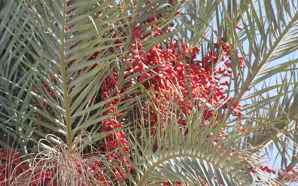 Un figuier dans le jardin archéologique de Titora, qui mêle beauté naturelle de l'environnement et vestiges historiques. (Shmuel Bar-Am)