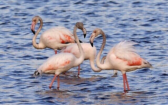 Des flamants roses (Phoenicopterus Roseus) dans un réservoir d'eau à Atlit, au nord de Tel Aviv, le 13 octobre 2020. (Crédit : JACK GUEZ / AFP)