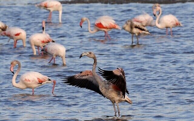 Des flamants roses (Phoenicopterus Roseus) dans un réservoir d'eau à Atlit, au nord de Tel Aviv, le 13 octobre 2020. (Crédit : JACK GUEZ / AFP)