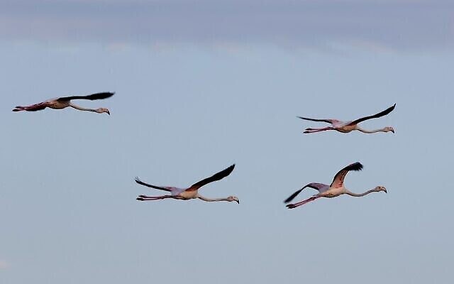 Des flamants roses (Phoenicopterus Roseus) dans un réservoir d'eau à Atlit, au nord de Tel Aviv, le 13 octobre 2020. (Crédit : JACK GUEZ / AFP)