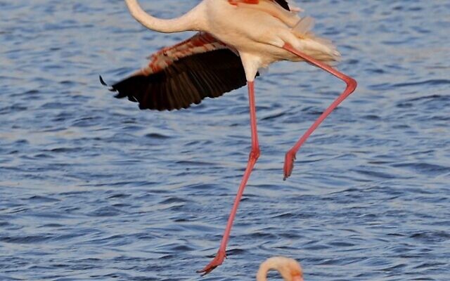 Des flamants roses (Phoenicopterus Roseus) dans un réservoir d'eau à Atlit, au nord de Tel Aviv, le 13 octobre 2020. (Crédit : JACK GUEZ / AFP)