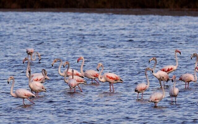 Des flamants roses (Phoenicopterus Roseus) dans un réservoir d'eau à Atlit, au nord de Tel Aviv, le 13 octobre 2020. (Crédit : Jack Guez / AFP)