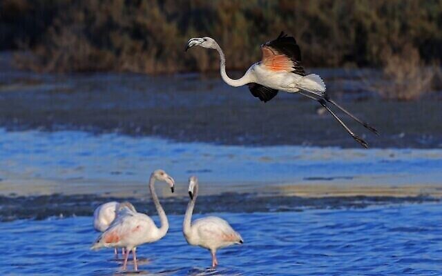 Des flamants roses (Phoenicopterus Roseus) dans un réservoir d'eau à Atlit, au nord de Tel Aviv, le 13 octobre 2020. (Crédit : JACK GUEZ / AFP)