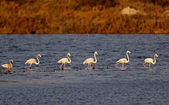 Des flamants roses (Phoenicopterus Roseus) dans un réservoir d'eau à Atlit, au nord de Tel Aviv, le 13 octobre 2020. (Crédit : JACK GUEZ / AFP)