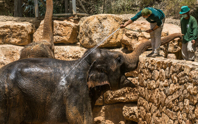 Des éléphants prennent une douche au zoo biblique de Jérusalem par une chaude journée d'été, le 20 mai 2020. (Olivier Fitoussi/Flash90)