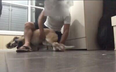 Capture d'écran d'une vidéo d'un homme de Bat Yam maltraitant un chien. (Douzième chaîne)