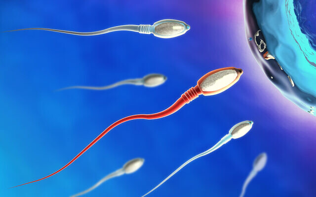 Illustration 3D de spermatozoïdes se déplaçant vers la droite en direction d'un ovule. (Christoph Burgstedt via iStock par Getty Images) Illustration 3D de spermatozoïdes se déplaçant vers la droite en direction d'un ovule. (Christoph Burgstedt via iStock par Getty Images)