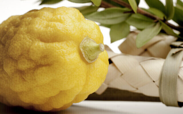Un etrog. (edelmar/Getty Images via JTA) Un etrog. (edelmar/Getty Images via JTA)