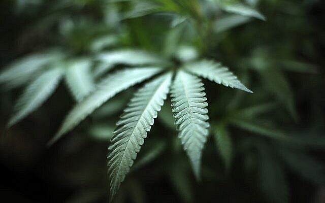 Cette photo du 15 août 2019 montre un plant de marijuana dans une ferme de cannabis à Gardena, en Californie. (AP Photo/Richard Vogel, File) Cette photo du 15 août 2019 montre un plant de marijuana dans une ferme de cannabis à Gardena, en Californie. (AP Photo/Richard Vogel, File)