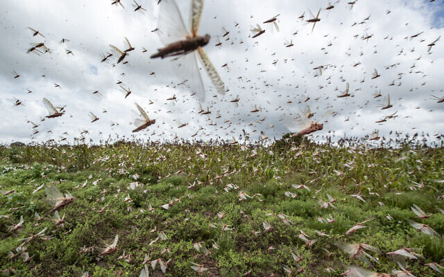 Photo d'illustration : Des nuées de criquets pèlerins dans l'air dans le village de Katitika, dans le comté de Kitui, au Kenya, le 24 janvier 2020. (Crédit : AP Photo/Ben Curtis)