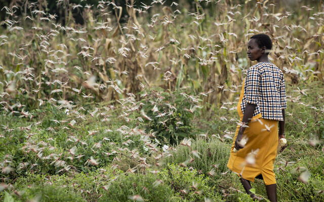 Photo d'illustration : Une agricultrice regarde des nuées de criquets pèlerins dévorer ses récoltes dans le village de Katitika, dans le comté de Kitui, au Kenya, le 24 janvier 2020. (Crédit : AP Photo/Ben Curtis)