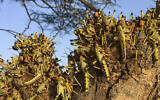 Photo d'illustration : Des criquets pèlerins agglutinés sur un arbre au sud de la ville de Lodwar, dans le comté de  Turkana, dans le nord du Kenya, le 23 juin 2020. (Crédit :  AP Photo/Boris Polo)