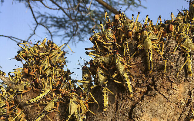 Photo d'illustration : Des criquets pèlerins agglutinés sur un arbre au sud de la ville de Lodwar, dans le comté de  Turkana, dans le nord du Kenya, le 23 juin 2020. (Crédit :  AP Photo/Boris Polo)