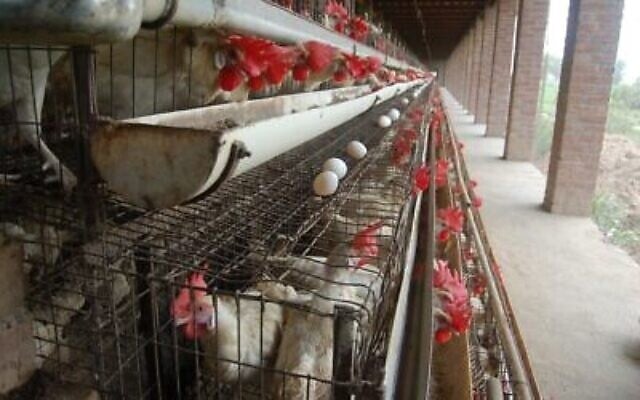 Des poules en batterie. (Crédit : Sangamithra Iyer and Wan Park/CC BY-SA 3.0/Wikimedia)