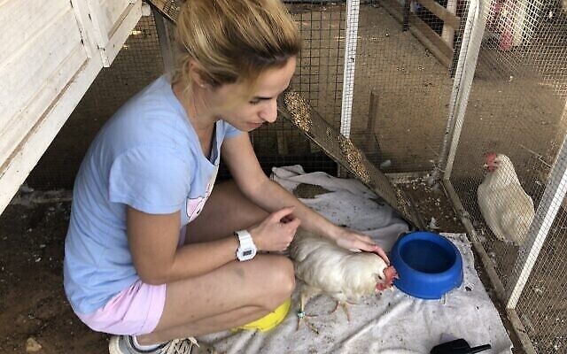 Danielle Meiri, responsable des soins aux animaux à Freedom Farm, s'occupe de Mandy, une poule sauvée de l'industrie des œufs qui a des problèmes chroniques avec son système immunitaire. (Sue Surkes/Times of Israel)