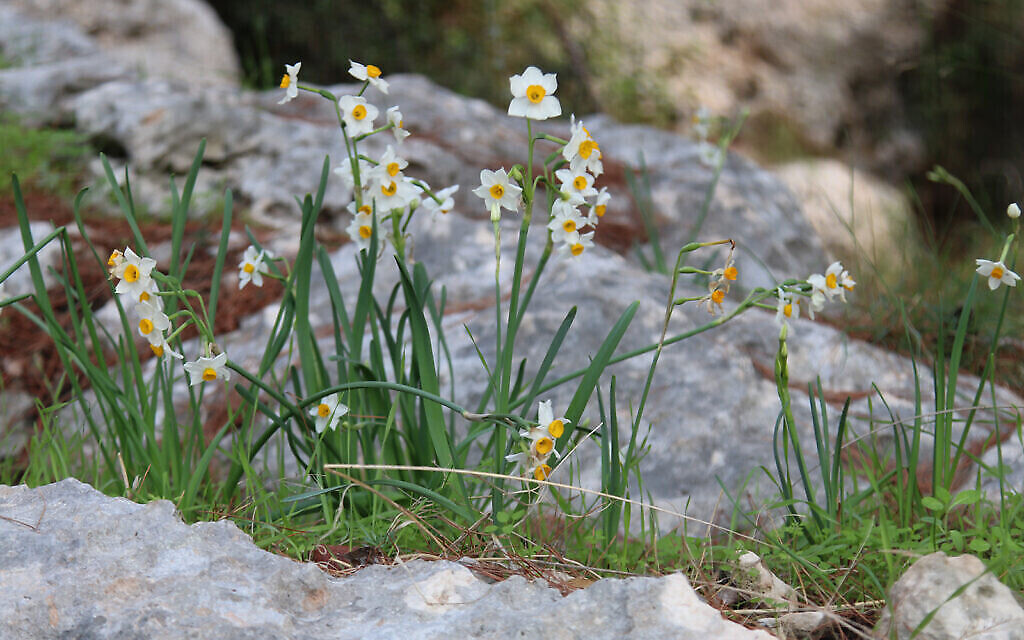 Des jonquilles dans le parc d'Ayalon Canada, où poussent également des cyclamens, des crocus et une variété d'arbres. (Crédit : Shmuel Bar-Am)