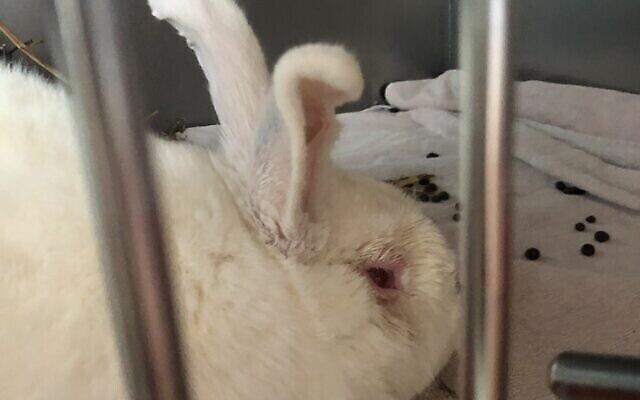 Un lapin à Freedom Farm subissant un traitement pour une infection oculaire contractée lors de son utilisation pour des expériences. (Sue Surkes/Times of Israel)