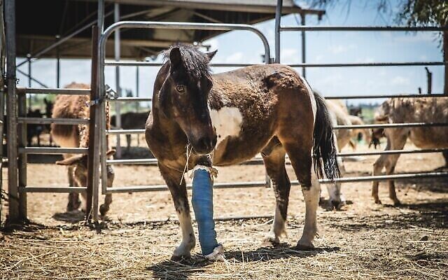 Un cheval blessé au refuge pour animaux "Starting Over" au Moshav Herut, dans le centre d'Israël. (Revital Topiol)