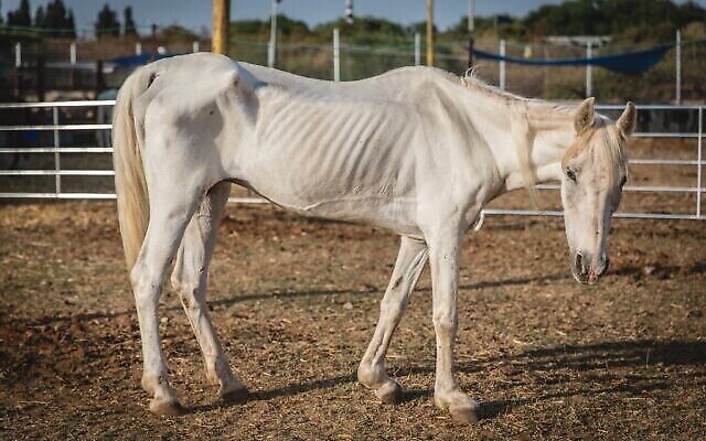Un cheval à moitié affamé sauvé par le refuge pour animaux "Starting Over" au Moshav Herut, dans le centre d'Israël. (Revital Topiol)