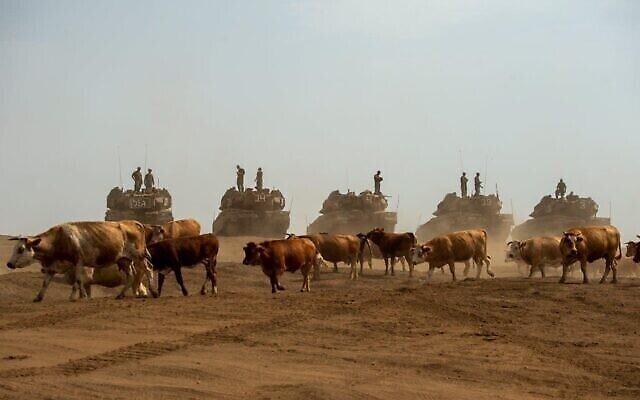Une photo prise par Gil Eliahu Biniat montre des vaches passant devant des tanks israéliens sur le plateau du Golan au mois de juillet 2020,  présentée dans le cadre de l'exposition "Témoignage local" qui débutera le 24 décembre 2020 à Tel Aviv. (Autorisation : "Témoignage local")