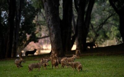 Une photo de chacals dans le parc Yarkon de Tel Aviv pendant le confinement induit par le coronavirus par Ofer Vaknin et présentée dans le cadre de l'exposition "Témoignage local" qui débutera le 24 décembre 2020 à Tel Aviv. (Autorisation : "Témoignage local")