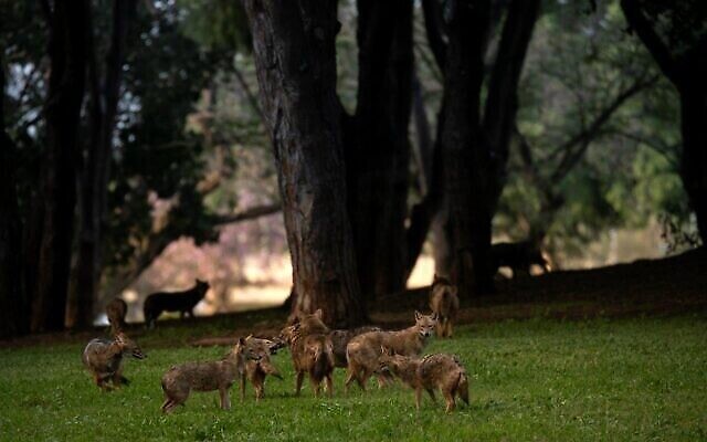 Une photo de chacals dans le parc Yarkon de Tel Aviv pendant le confinement induit par le coronavirus par Ofer Vaknin et présentée dans le cadre de l'exposition "Témoignage local" qui débutera le 24 décembre 2020 à Tel Aviv. (Autorisation : "Témoignage local")