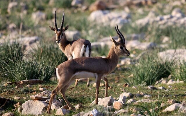 Des gazelles de montagne sur une colline à côté d'une forêt dans la banlieue de Jérusalem le 12 janvier 2021. (Crédit : MENAHEM KAHANA / AFP)