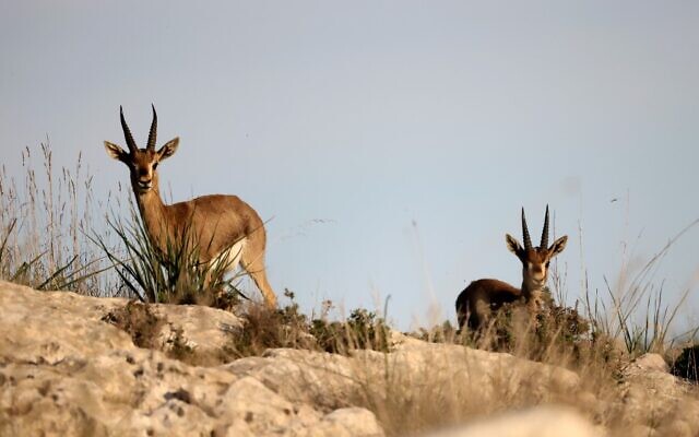 Des gazelles de montagne sur une colline à côté d'une forêt dans la banlieue de Jérusalem le 12 janvier 2021. (Crédit : MENAHEM KAHANA / AFP)