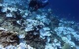 Cette photo de mai 2016, fournie par l'Administration nationale américaine des océans et de l'atmosphère, montre un blanchissement et quelques coraux morts autour de l'île Jarvis, qui fait partie du US Pacific Remote Marine National Monument. (Crédit : Bernardo Vargas-Angel/NOAA via AP)