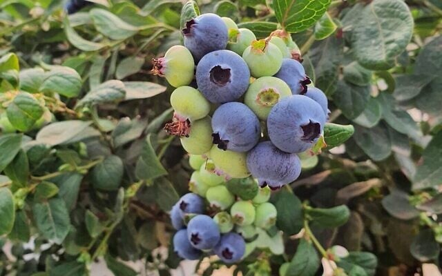 Des myrtilles australiennes cultivées dans des bacs du plateau du Golan seront dorénavant commercialisées, dès 2021, en Israël, en Europe et à Dubaï. (Autorisation : Carmel Berry) Des myrtilles australiennes cultivées dans des bacs du plateau du Golan seront dorénavant commercialisées, dès 2021, en Israël, en Europe et à Dubaï. (Autorisation : Carmel Berry)