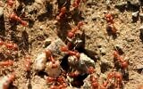 Les Wasmannia auropunctata (aussi appelée petite fourmi de feu ou fourmi électrique, en raison de sa piqûre très urticante) est une espèce de fourmis invasives pouvant former des supercolonies. (Crédit : Cabezonication, at iStock by Getty Images)
