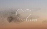 Lev Tov