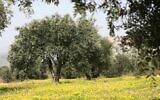 Un olivier entouré de fleurs au printemps en Galilée, dans le nord d'Israël, le 10 février 2008. (Crédit : Nati Shohat/Flash90)