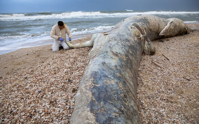 Danny Morick, vétérinaire marin,  prélève un échantillon d'une baleine échouée sur une plage dans la réserve Nitzanim, le 19 février 2021. (Crédit : AP Photo/Ariel Schalit)