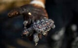 Une femme tient une tortue de mer morte recouverte de goudron  dans la réserve naturelle de Gador, près de Hadera, le 20 février 2021. (Crédit : AP Photo/Ariel Schalit)