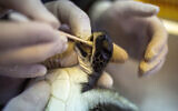 Une tortue de mer verte de 6 mois est nettoyée du goudron, au centre de sauvetage des tortues marines d'Israël à Michmoret, en Israël, le 23 février 2021. (AP Photo / Ariel Schalit)
