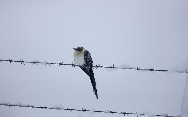 Un oiseau posé sur des barbelés après de fortes chutes de neige sur le Nord du plateau du Golan, le 18 février 2021. (Maor Kinsbursky / Flash90)