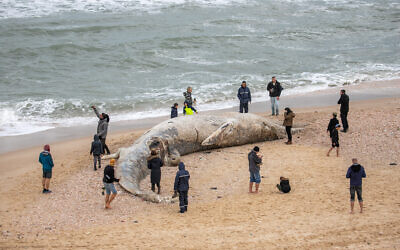 Un baleineau de 10 mètres de long échoué sur la plage de Nitzanim, près de la ville d'Ashkelon, le 19 février 2021. (Crédit : Yossi Aloni / Flash90)