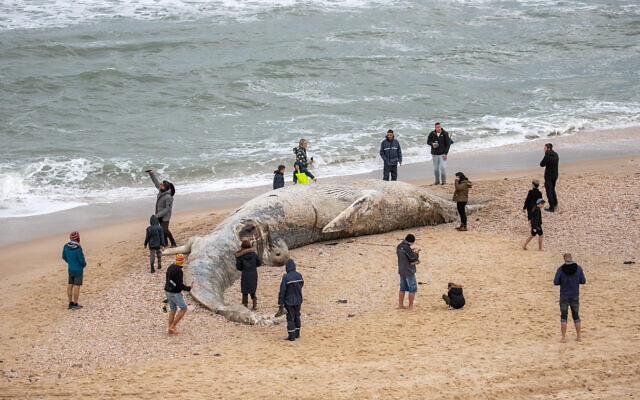 Un baleineau de 10 mètres de long échoué sur la plage de Nitzanim, près de la ville d'Ashkelon, le 19 février 2021. (Crédit : Yossi Aloni / Flash90) Un baleineau de 10 mètres de long échoué sur la plage de Nitzanim, près de la ville d'Ashkelon, le 19 février 2021. (Crédit : Yossi Aloni / Flash90)