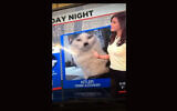 Alena Lee met en avant"Kitler" sur son bulletin météo du samedi soir, le 14 février 2021. (Capture d'écran YouTube)
