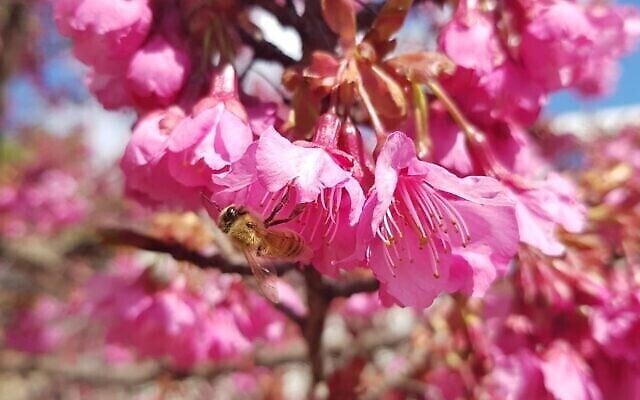 Les cerisiers du Japon au Jardin botanique de Jérusalem. (Autorisation : Tom Amit) Les cerisiers du Japon au Jardin botanique de Jérusalem. (Autorisation : Tom Amit)