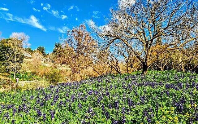 Des lupins en fleur au au Jardin botanique de Jérusalem. (Autorisation : Tom Amit) Des lupins en fleur au au Jardin botanique de Jérusalem. (Autorisation : Tom Amit)